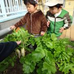 「冬野菜の収穫」りすぐみ　(1歳児)