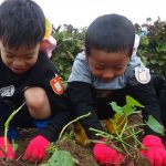 「姉妹園芋掘り遠足」　5歳児