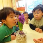 「ヒヤシンスの観察」りすぐみ　(1歳児)