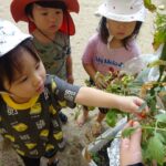 「トマトの収穫をしたよ！」うさぎぐみ　(２歳児)