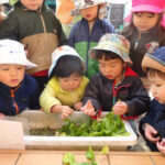 「ほうれん草のクッキング」うさぎぐみ（２歳児）